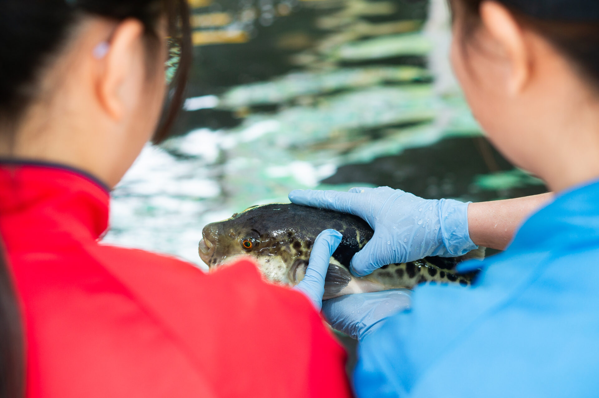 命を育み、届け、伝える。FUKUNOTANEが描く“魚の学校”。