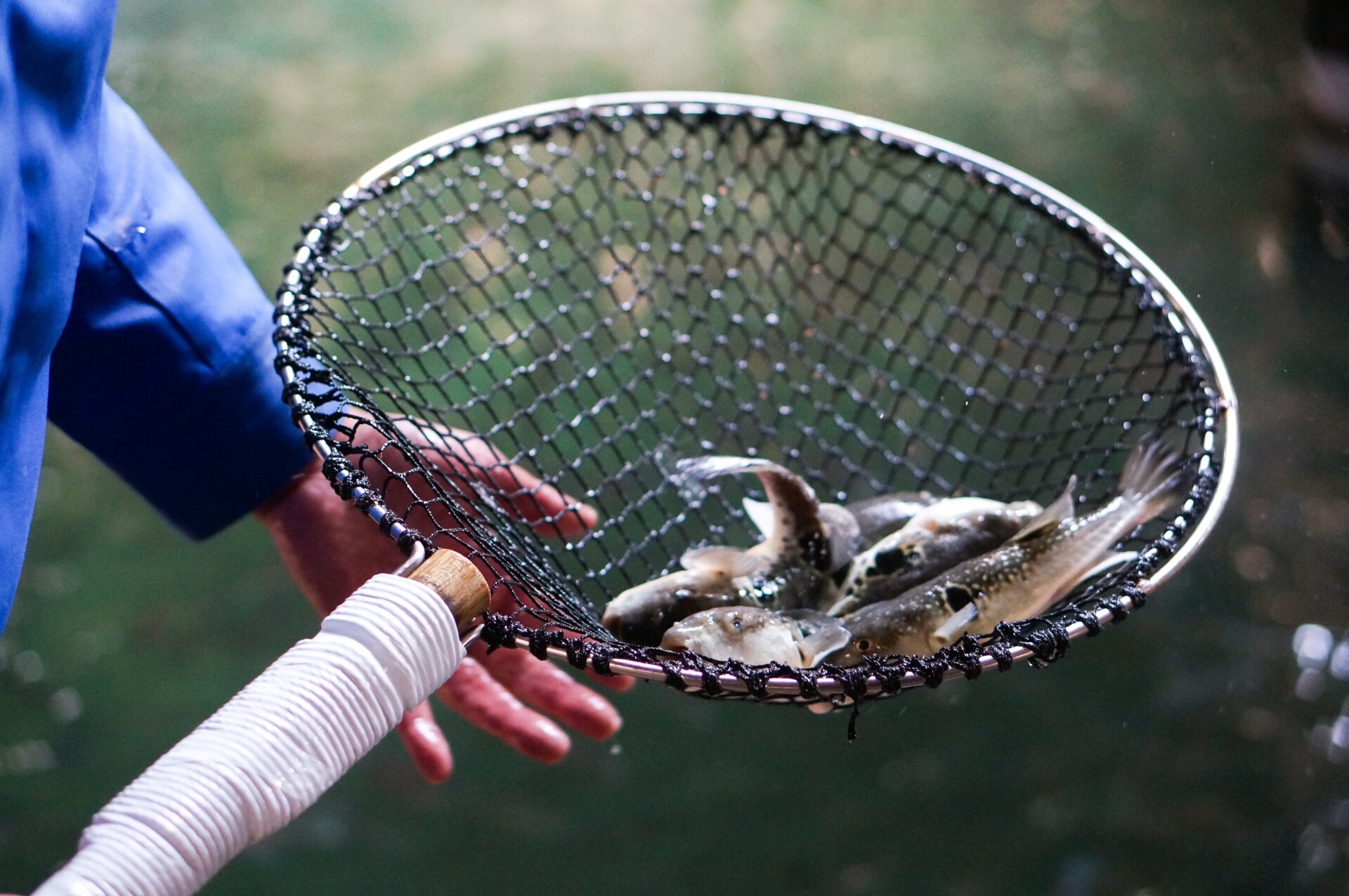 海のまちが生んだ、新しい魚のかたち〈お魚のオリーブオイル漬〉