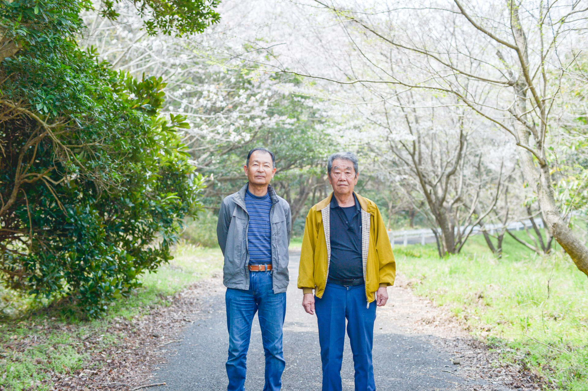 当時山が鳴いたその場所に、いま桜が咲いている